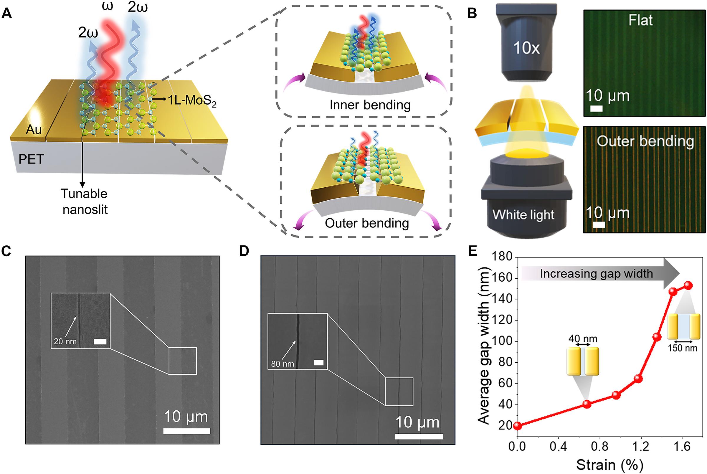 Figure 1. Structural characterization of the flexible Au/MoS2 metasurface.