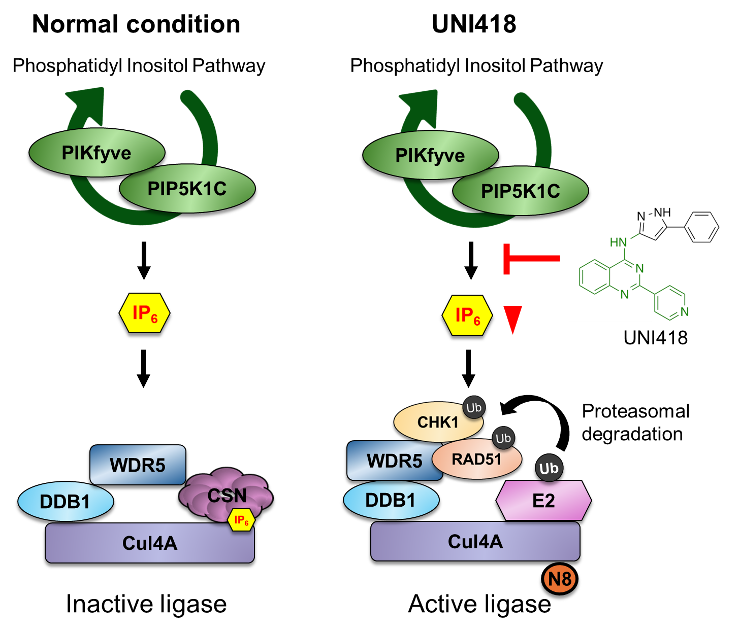 Figure 1. Schematic model of UNI418 mechanism